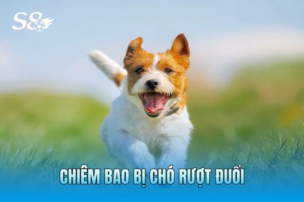 Chiêm bao bị chó rượt đuổi Chiêm bao bị chó rượt đuổi