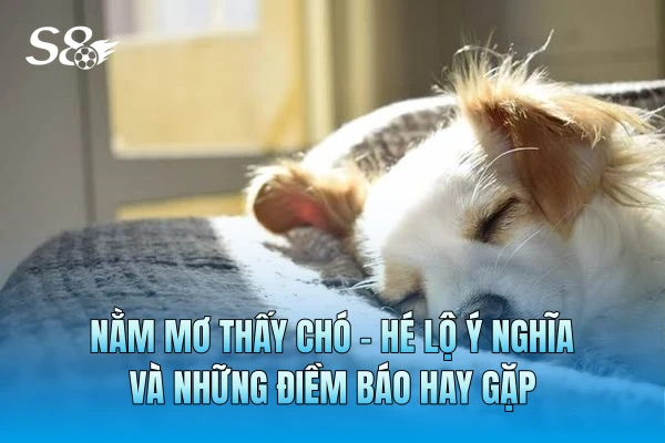 Nằm Mơ Thấy Chó - Hé Lộ Ý Nghĩa Của Từng Điềm Báo Hay Gặp Nằm Mơ Thấy Chó - Hé Lộ Ý Nghĩa Của Từng Điềm Báo Hay Gặp