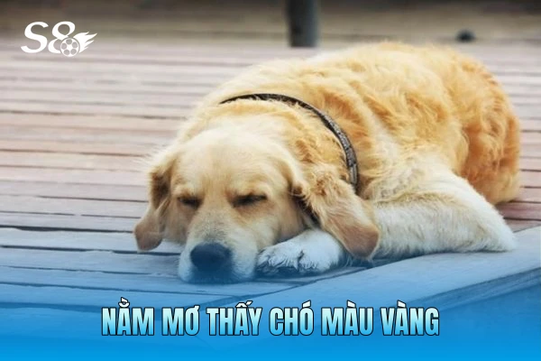 Nằm mơ thấy chó màu vàng Nằm mơ thấy chó màu vàng